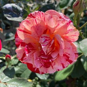 Meet your Posher, Oksana